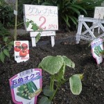 『夏野菜収穫』＜アクティブライフ神戸・グループホーム＞