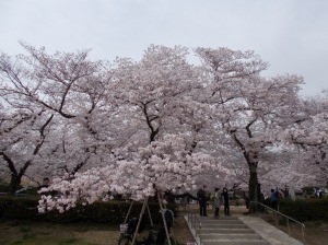 岩が平公園桜